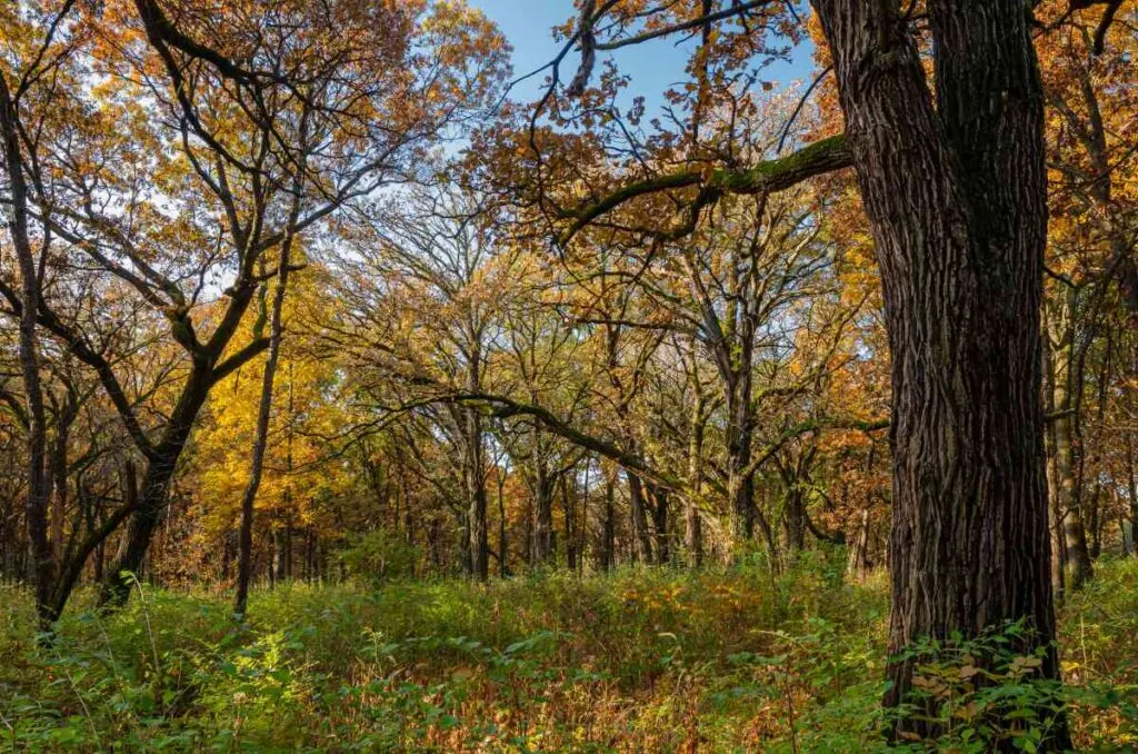 Oak Savanna at Big Stone Lake State Park