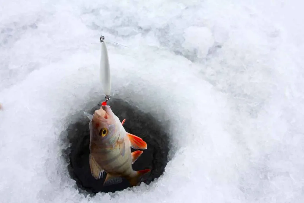 Perch Ice fishing