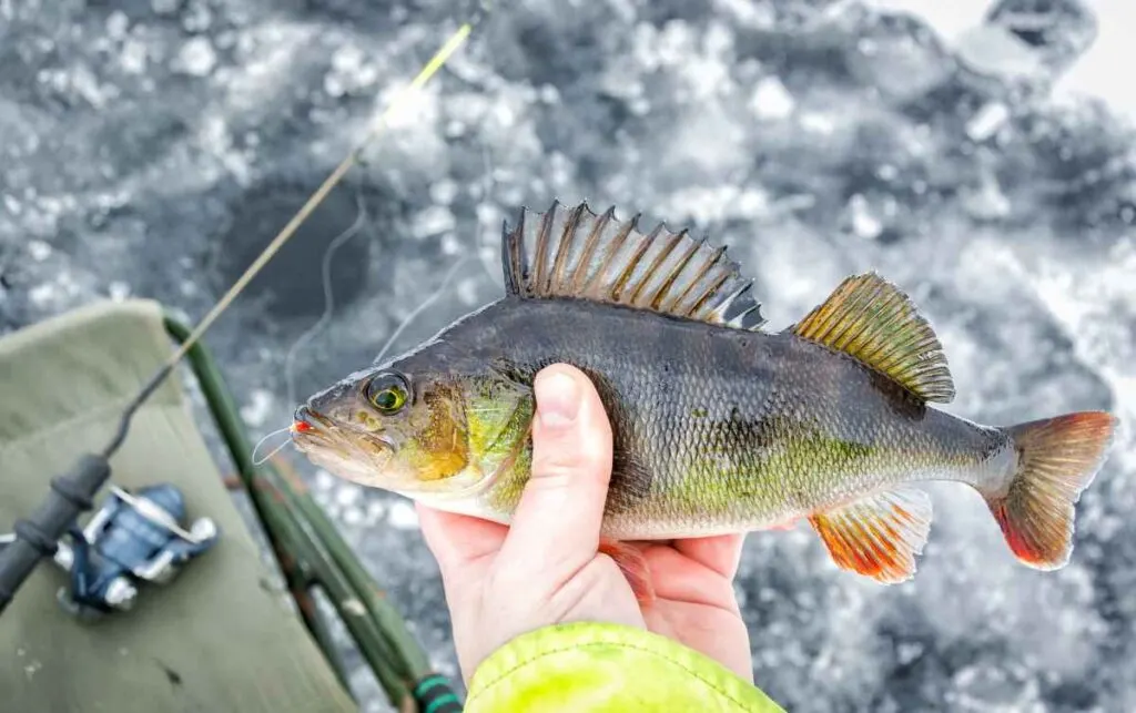 Best Perch Ice Fishing in Minnesota