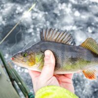 Best Perch Ice Fishing in Minnesota
