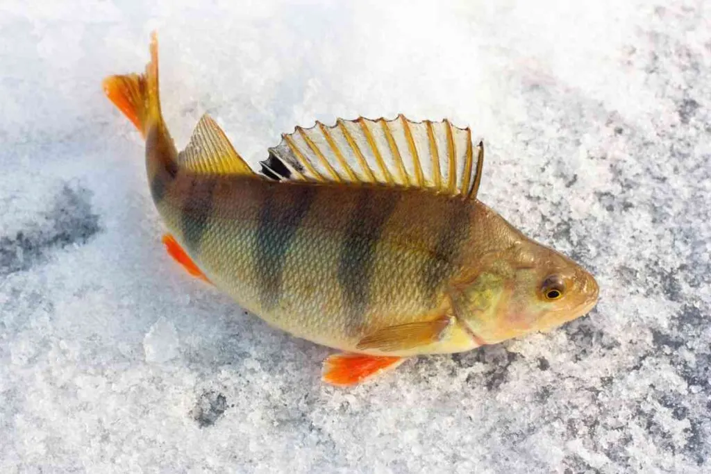 Perch on Ice