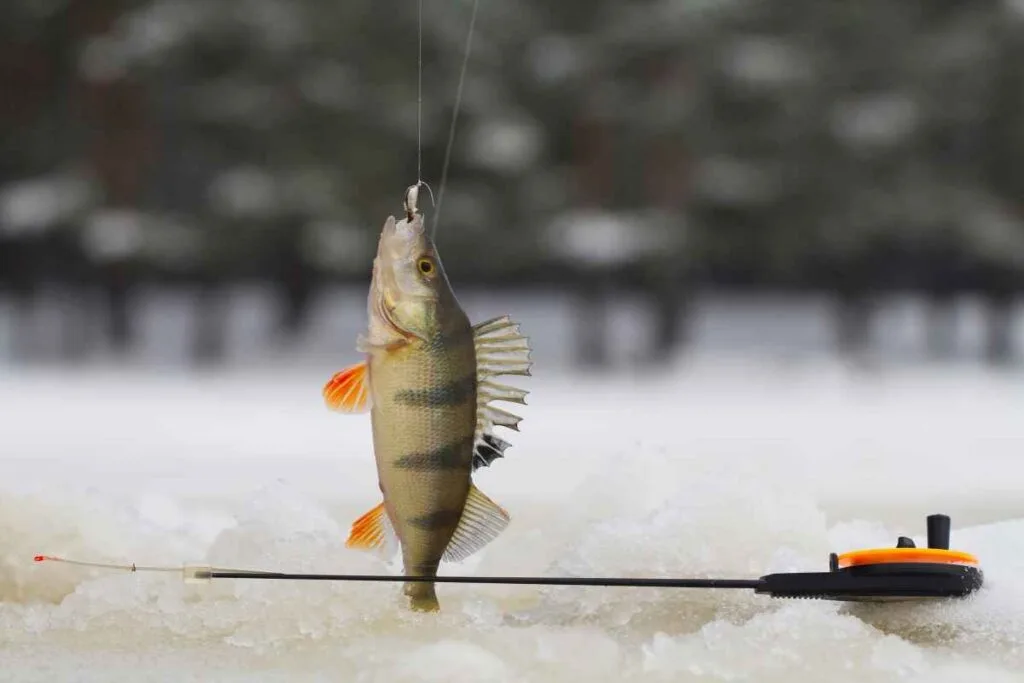 Perch on a Line