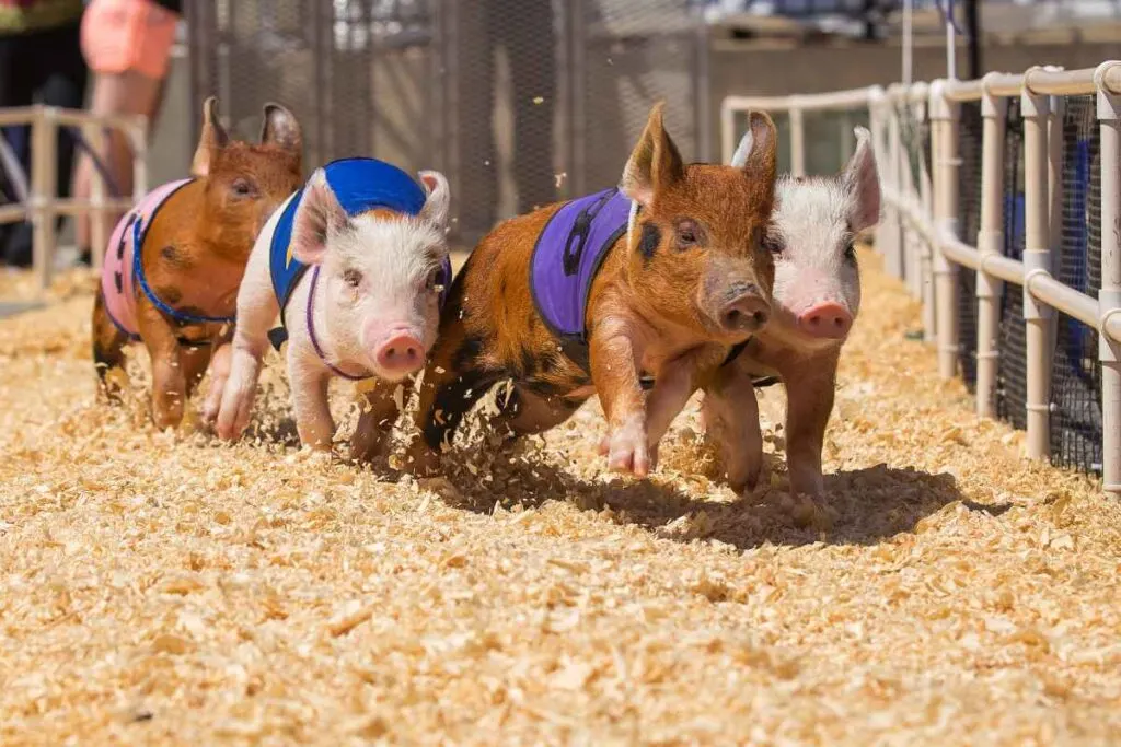 Pig Race at a Minnesota Festival
