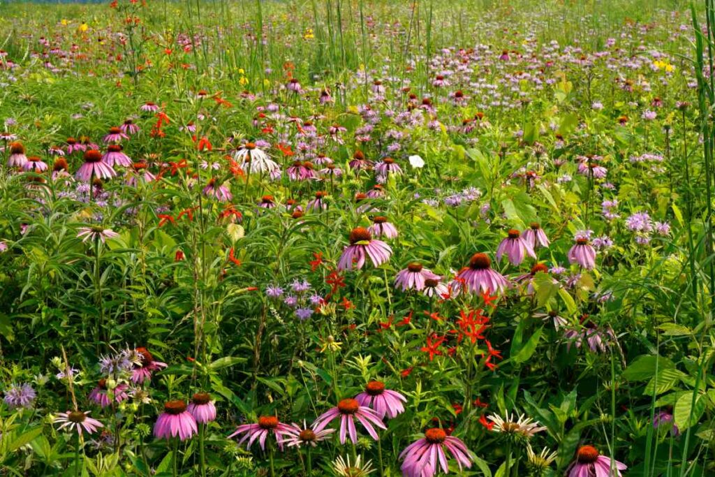 Prarie Flowers at Kilen Lake State Park