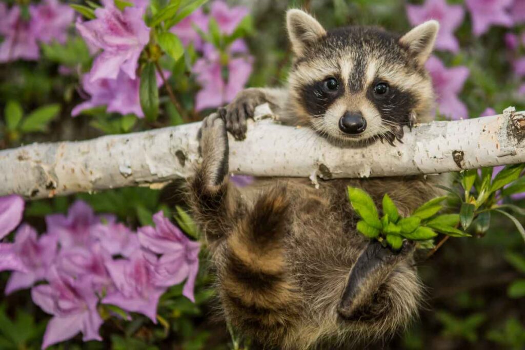 A Raccoon at Old Mill State Park