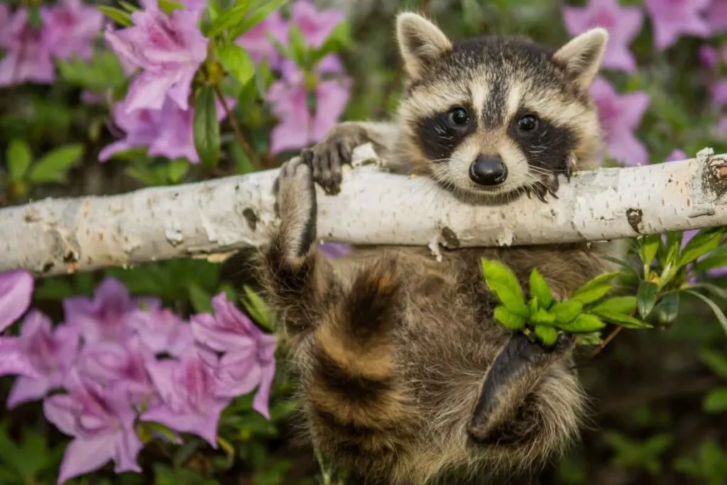A Raccoon at Old Mill State Park