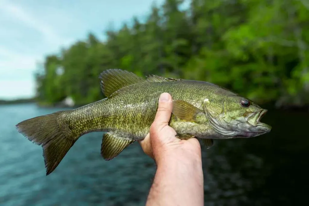 Small Mouth Bass from One of the Bass Fishing Lakes in Minnesota