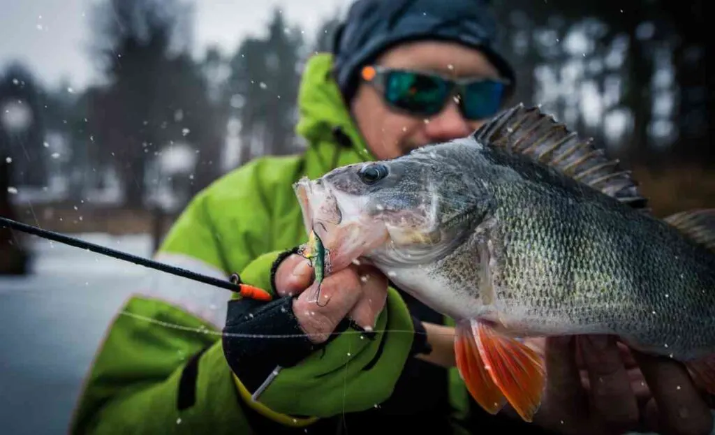Trophy Perch