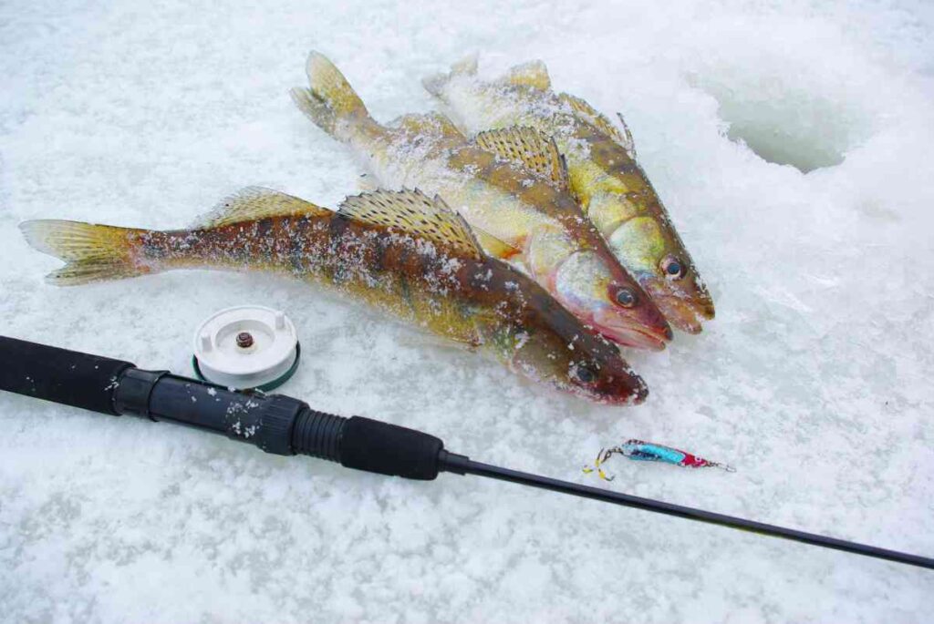 best Walleye Ice Fishing in Minnesota