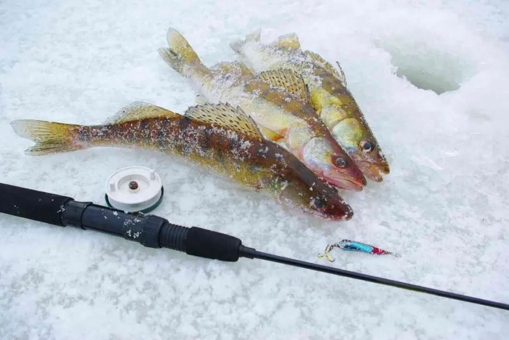 best Walleye Ice Fishing in Minnesota