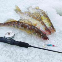 best Walleye Ice Fishing in Minnesota