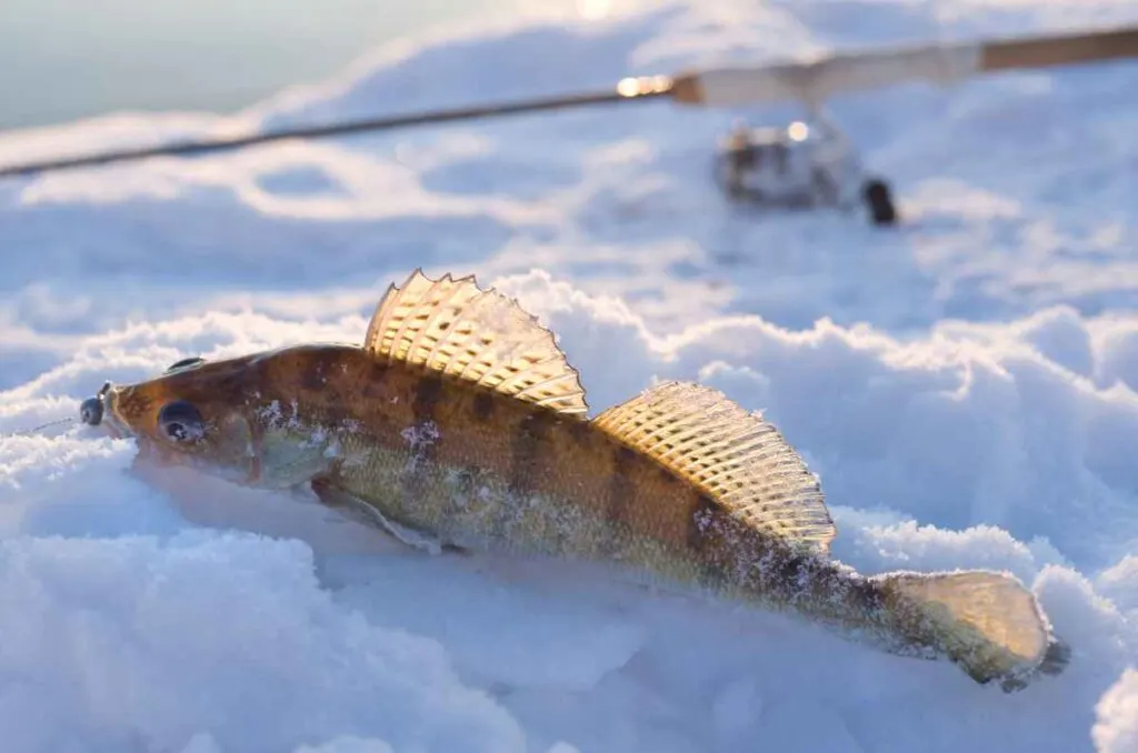 Walleye Ice Fishing in Minnesota