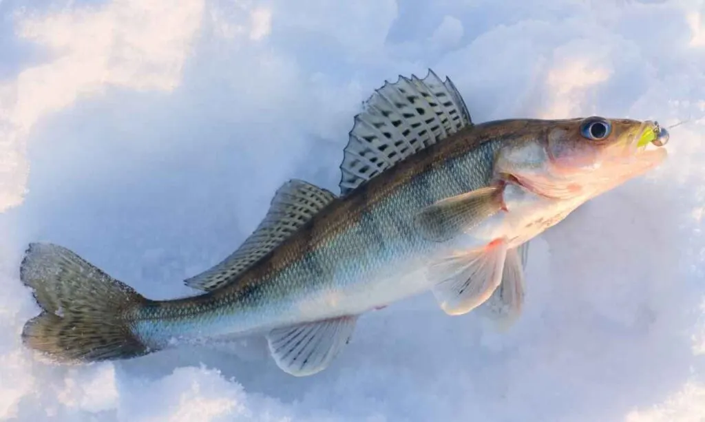 Walleye on Ice