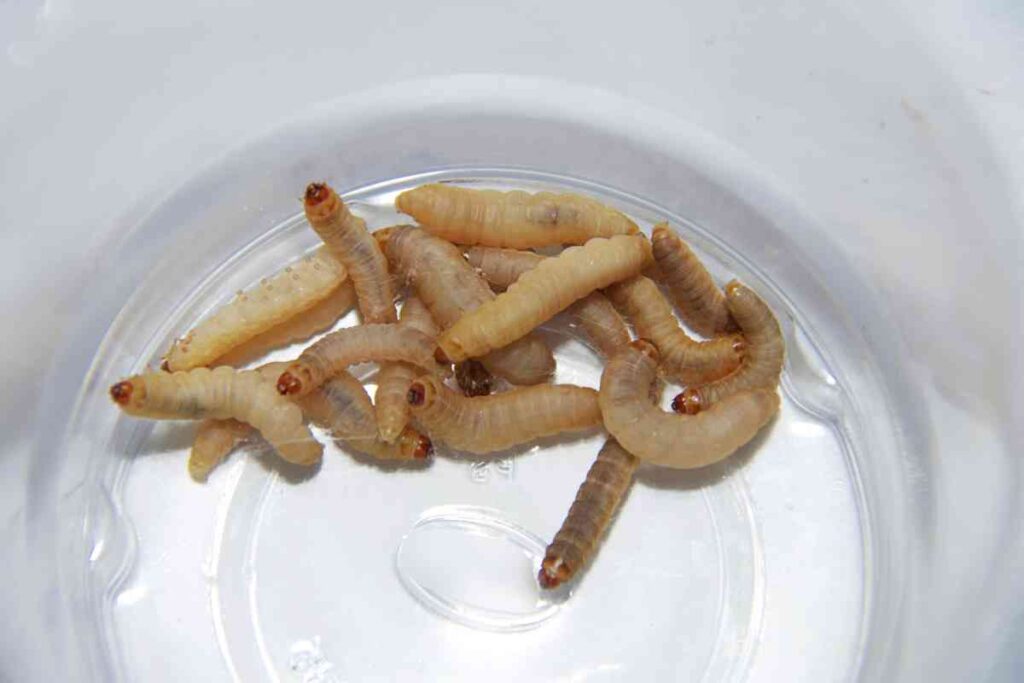 Waxworms