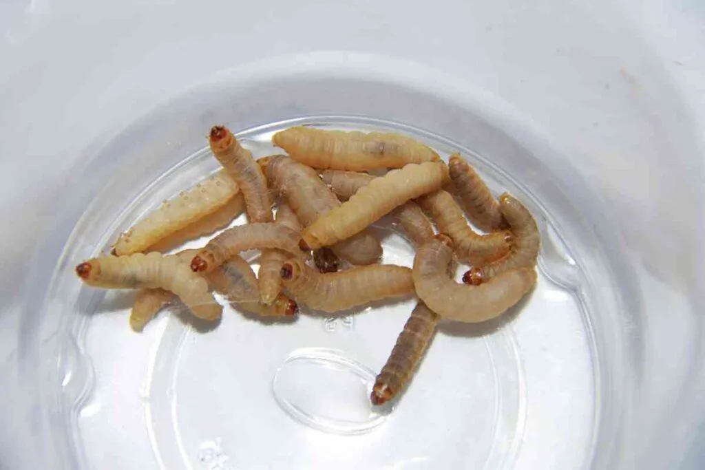 Waxworms