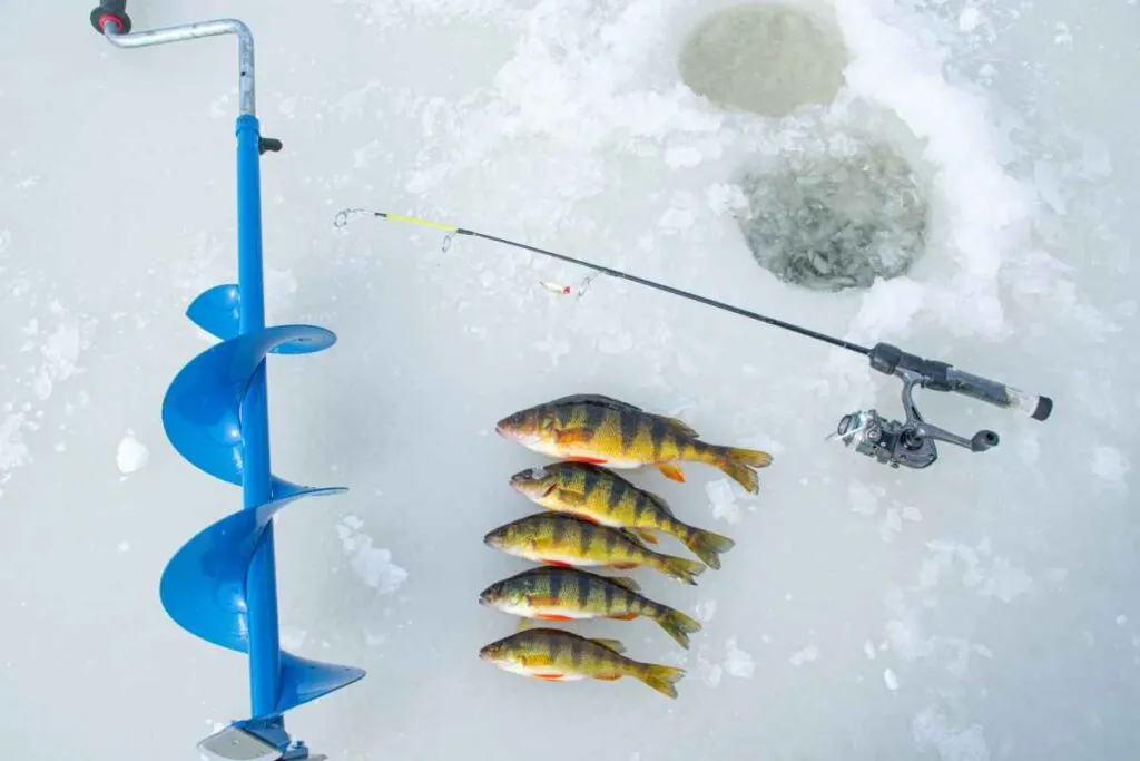 Yellow Perch