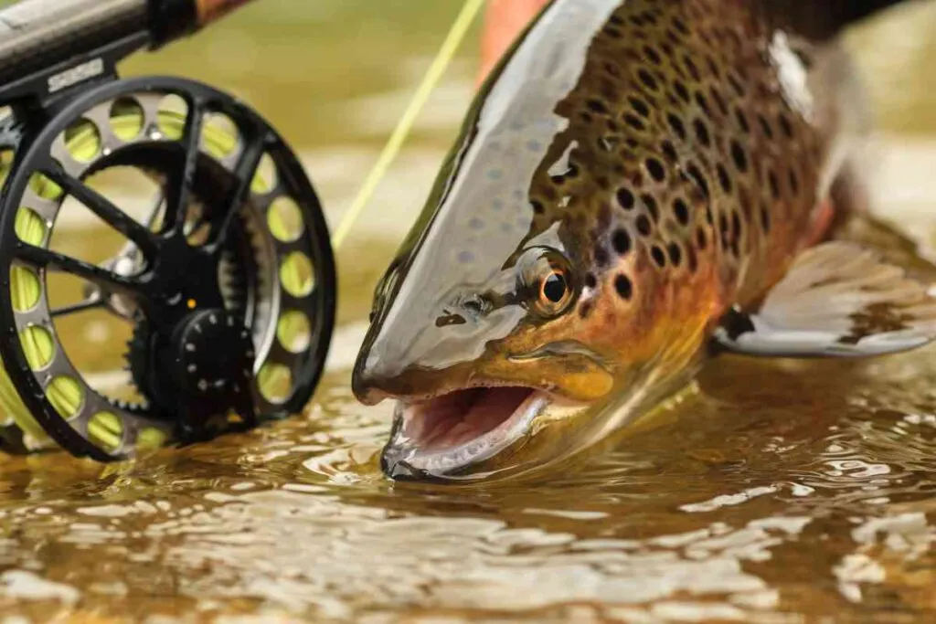 Brown Trout