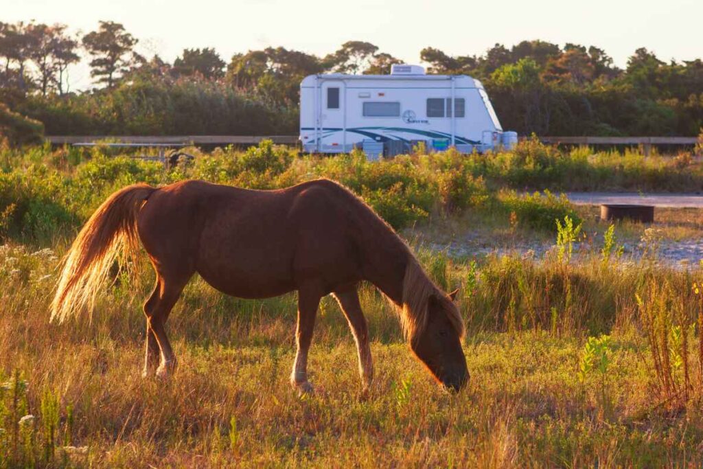 Camping with Horses
