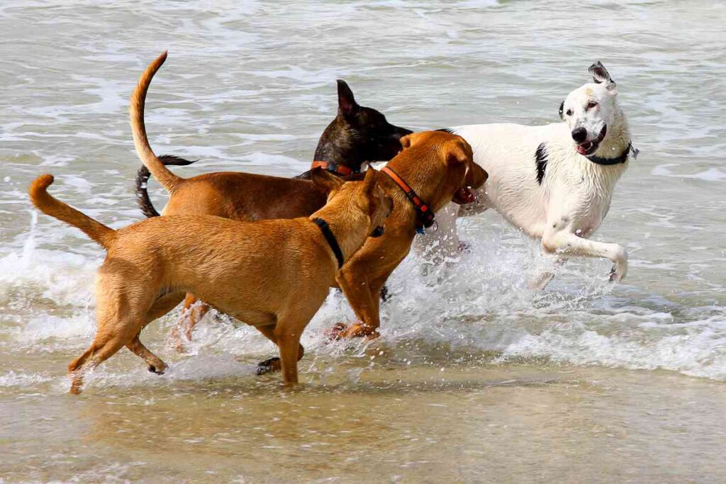 Dogs at the Beach