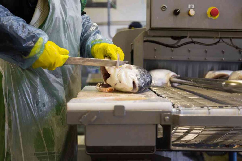 Fish Cleaning and Packing Services