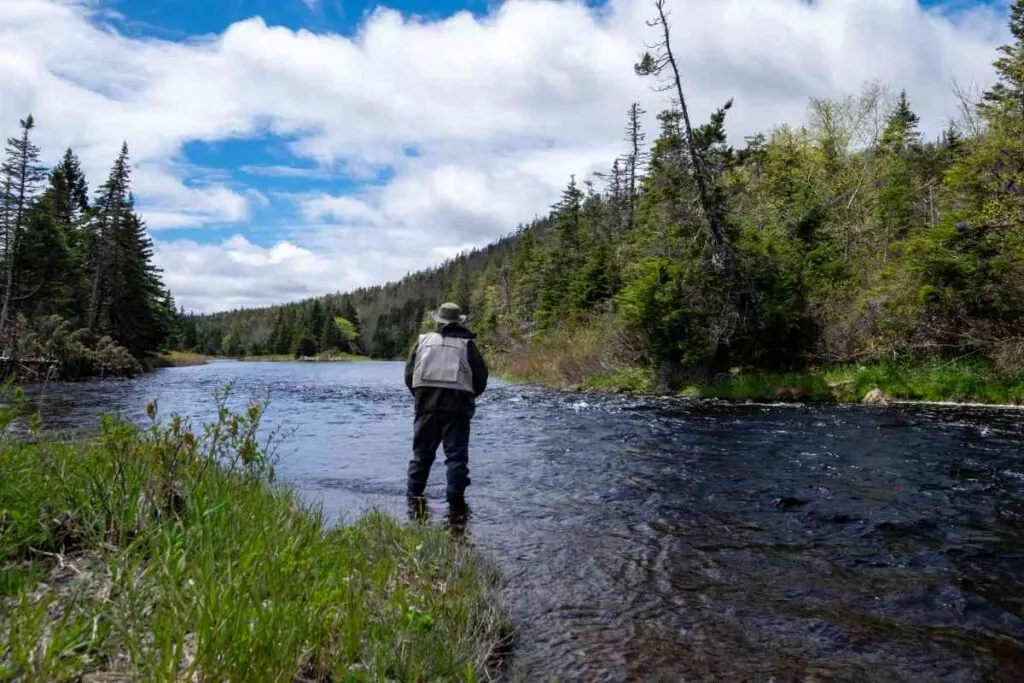 Fly Angler Trout Fishing