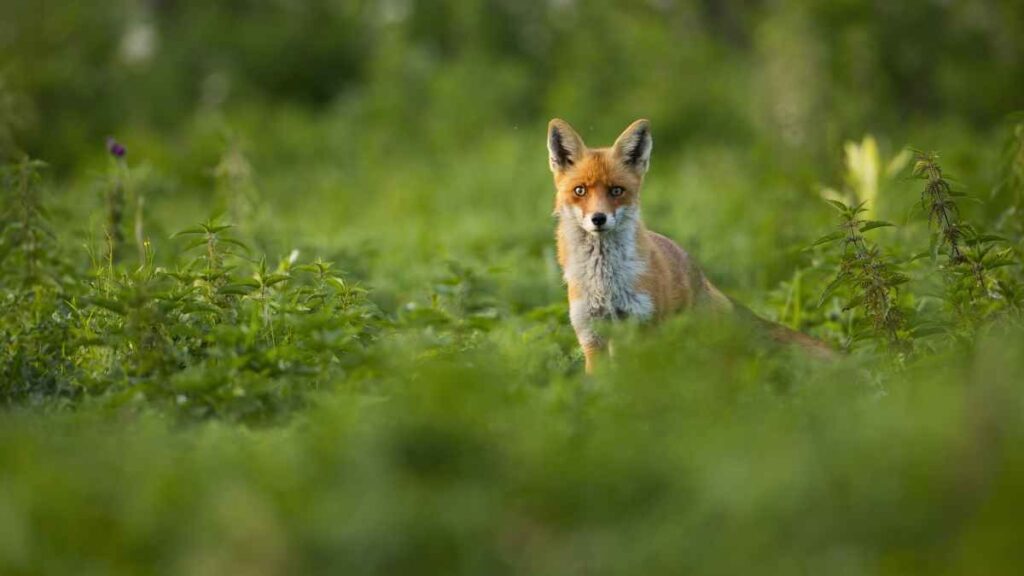 Fox at Maplewood State Park