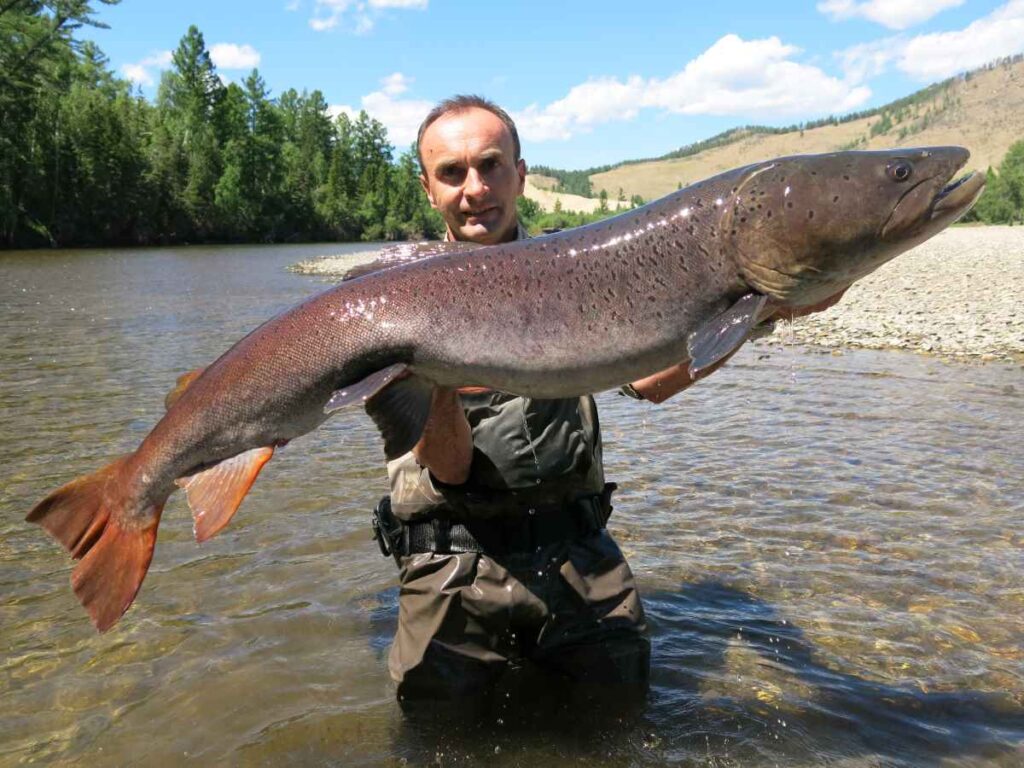 Giant Freshwater Fish