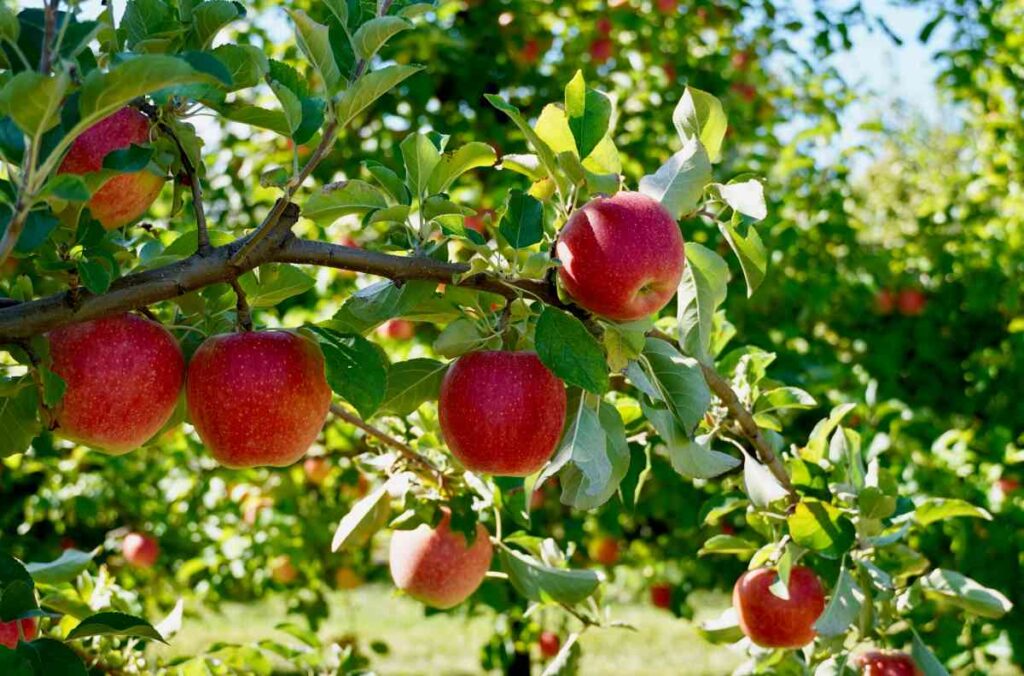 Minnesota Apple Orchard
