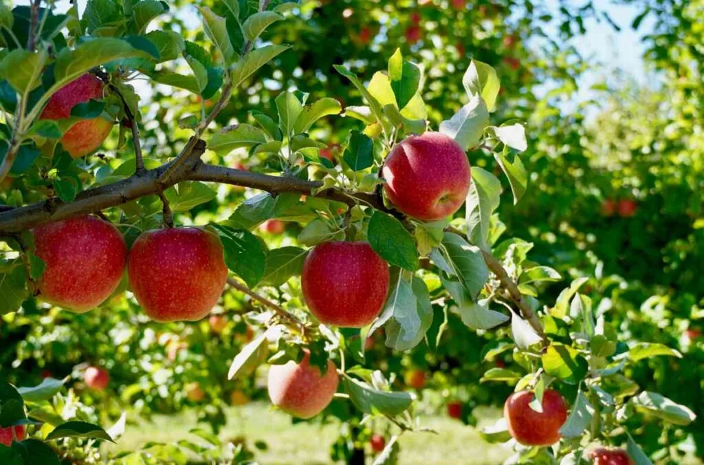 Minnesota Apple Orchard