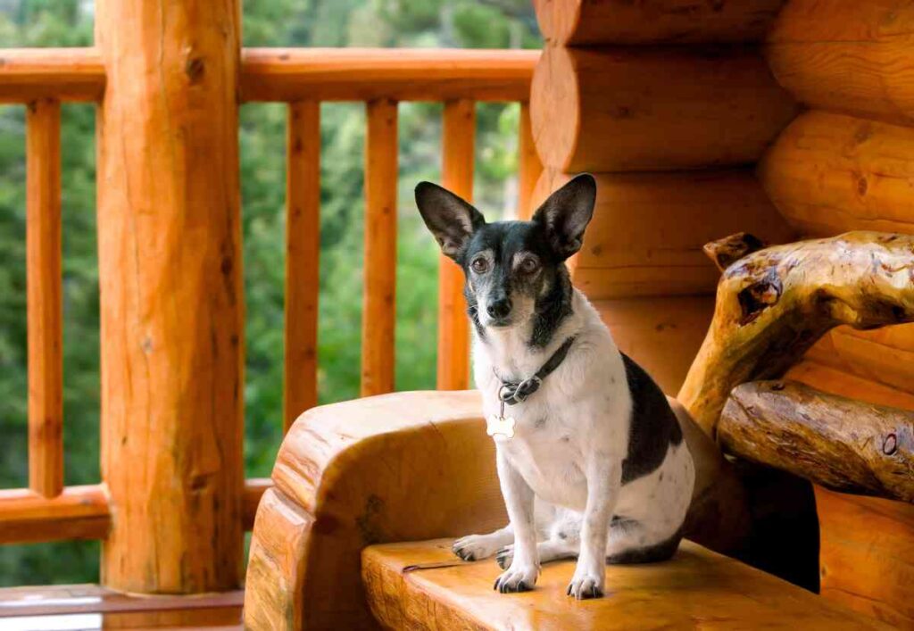 Pet-Friendly Lake Vermilion Cabin
