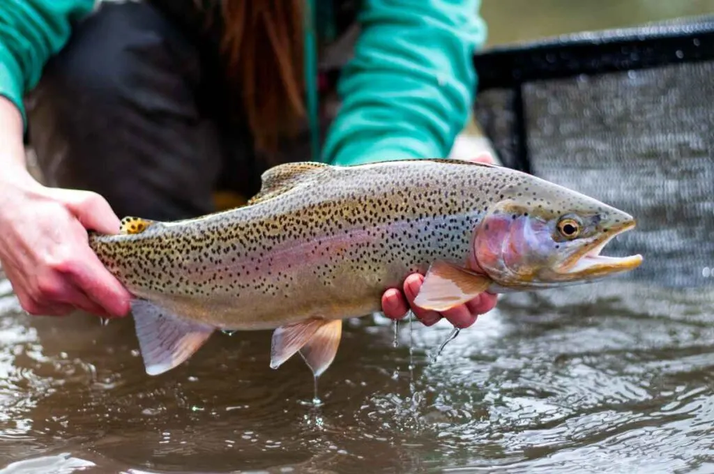 Trout Fishing Lakes in Minnesota