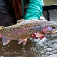 Trout Fishing Lakes in Minnesota