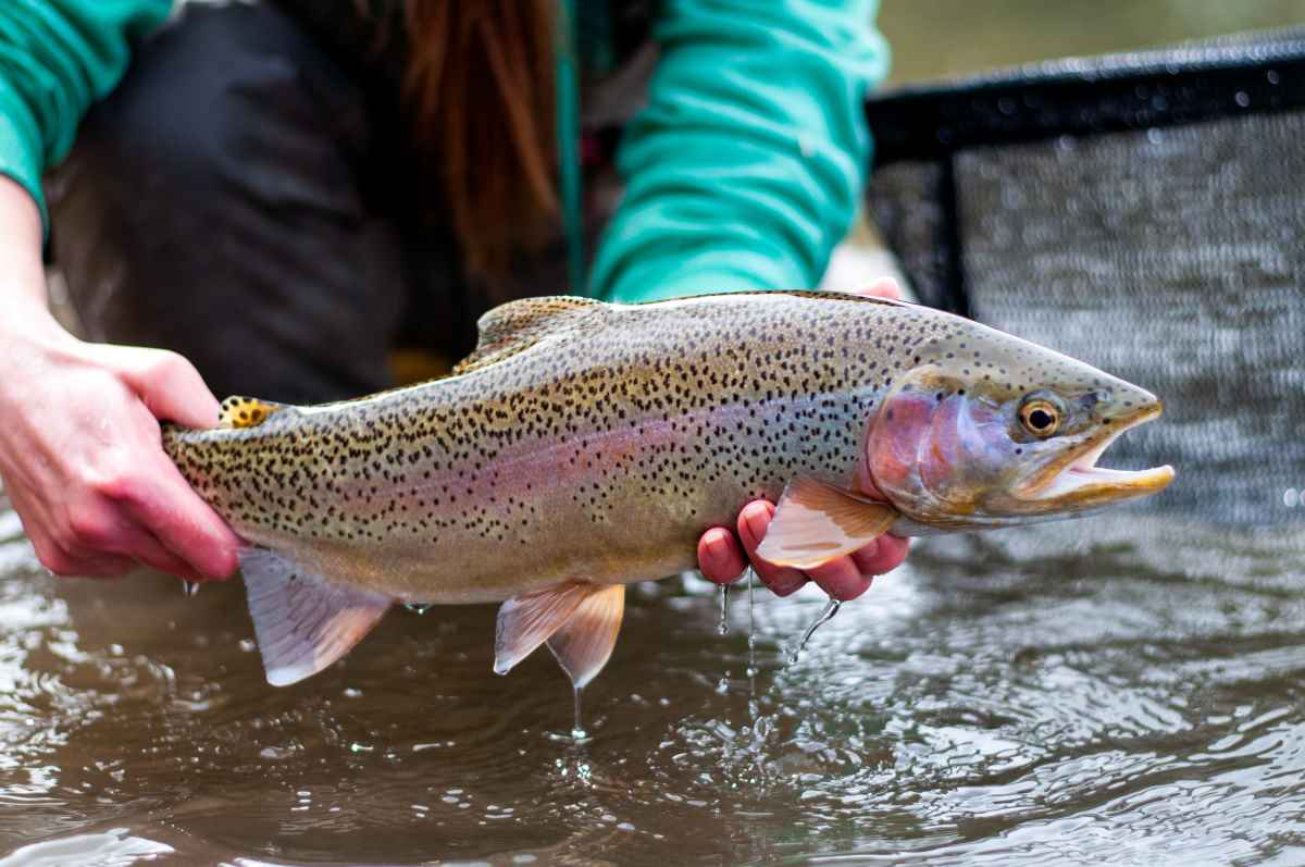 Rainbow Trout – A Fun Fishing Outing for the Family