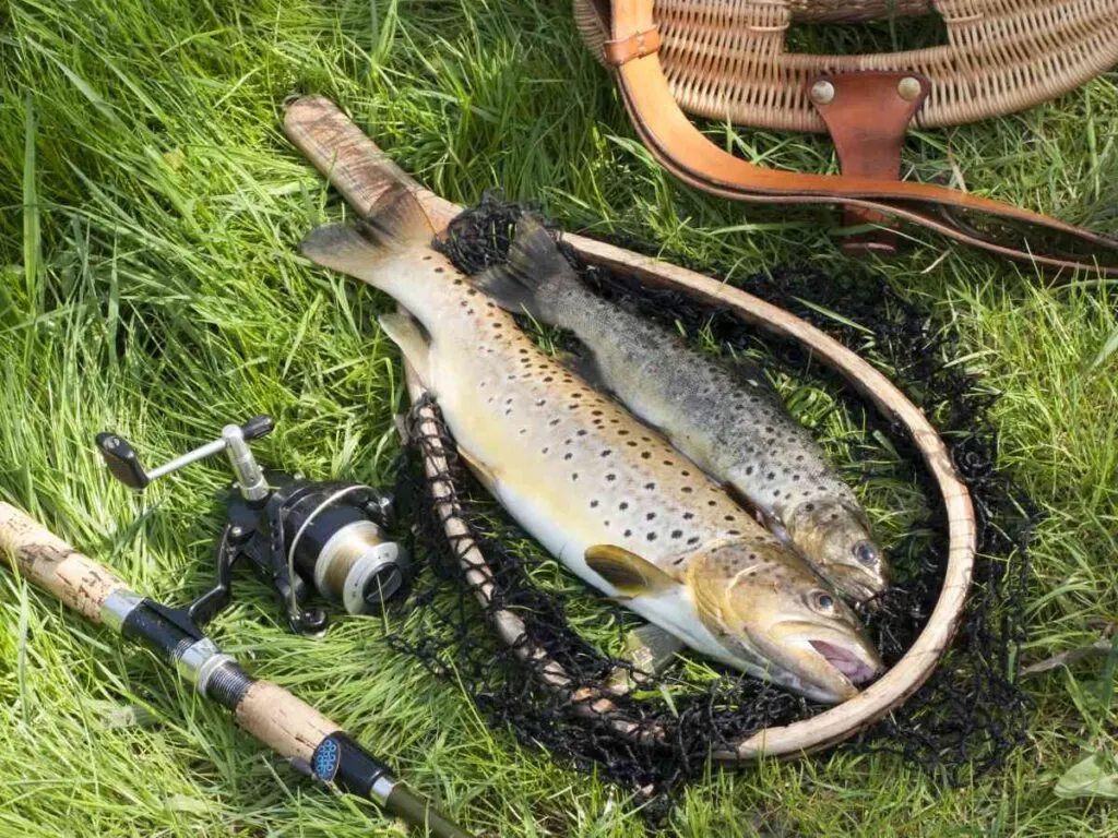 Trout in a Net