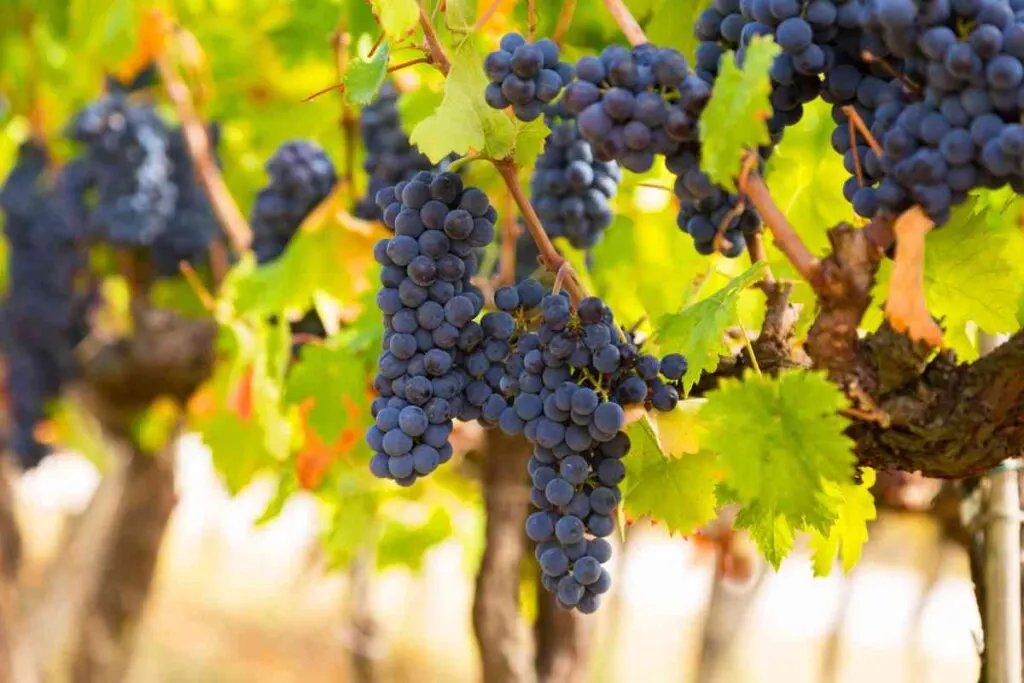 Vineyard Near Lake Pepin