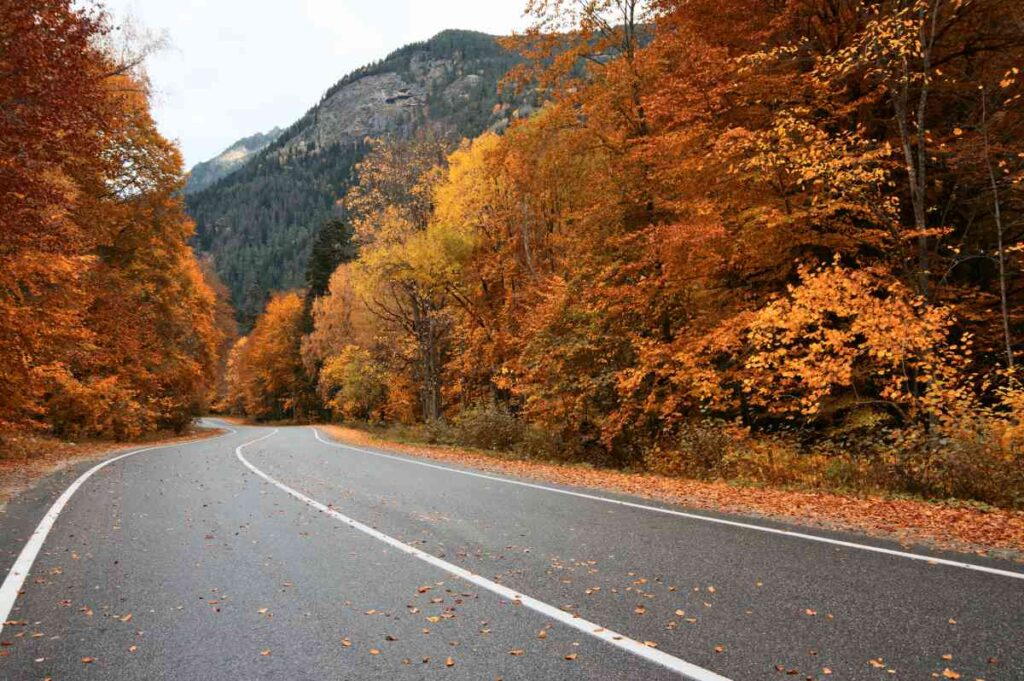 A Road in Autumn