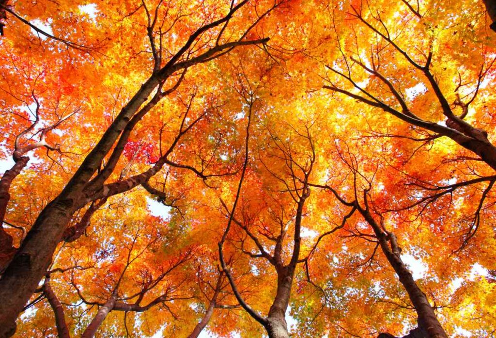 Autumn Trees at Lake Maria State Park