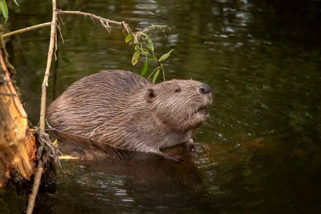 Beaver in Crow Wing State Park