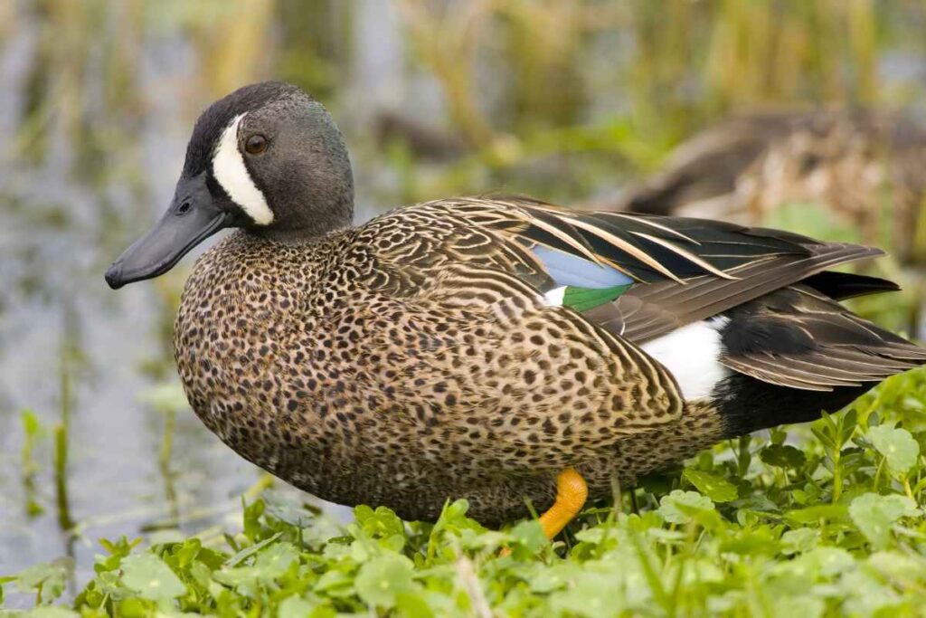 Blue Winged Teal at Moose Lake State Park