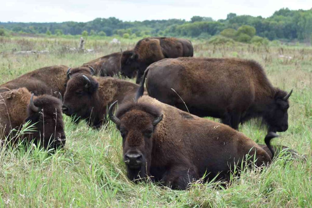 Buffalo in Buffalo River State Park