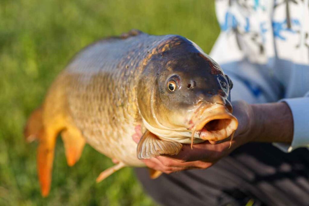 Carp Fishing in Minnesota Rivers