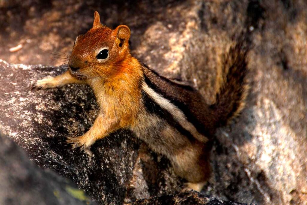Chipmonk at McCarthy State Park