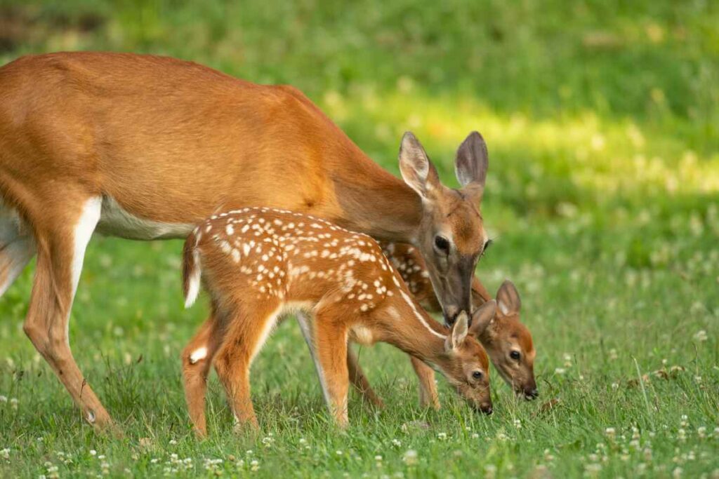 Deer at Fort Snelling State Park