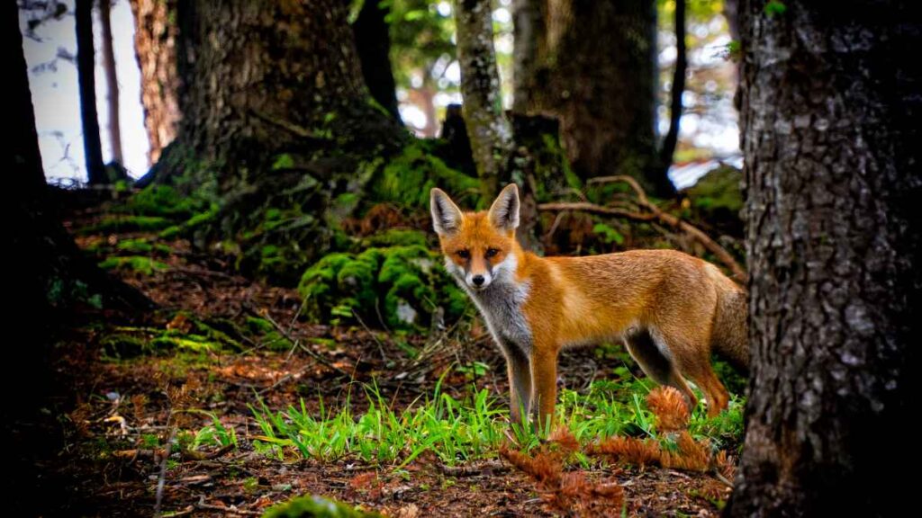 A red fox in the forest.