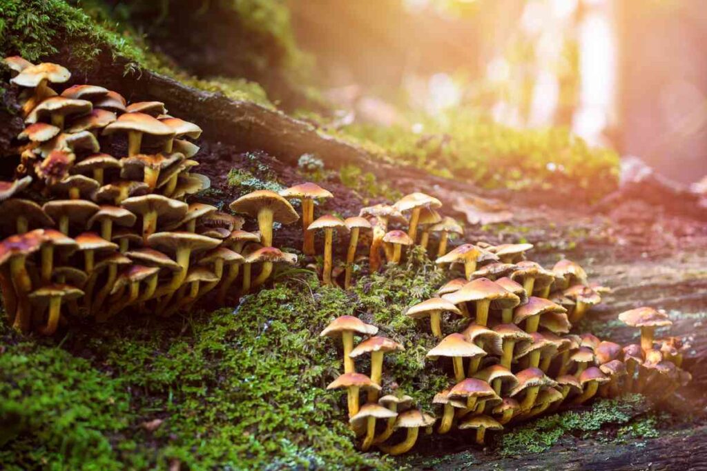Fungi in the Woods