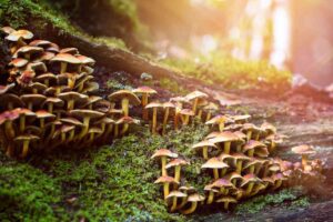 The Definitive Visitor's Guide to Nerstrand Big Woods State Park