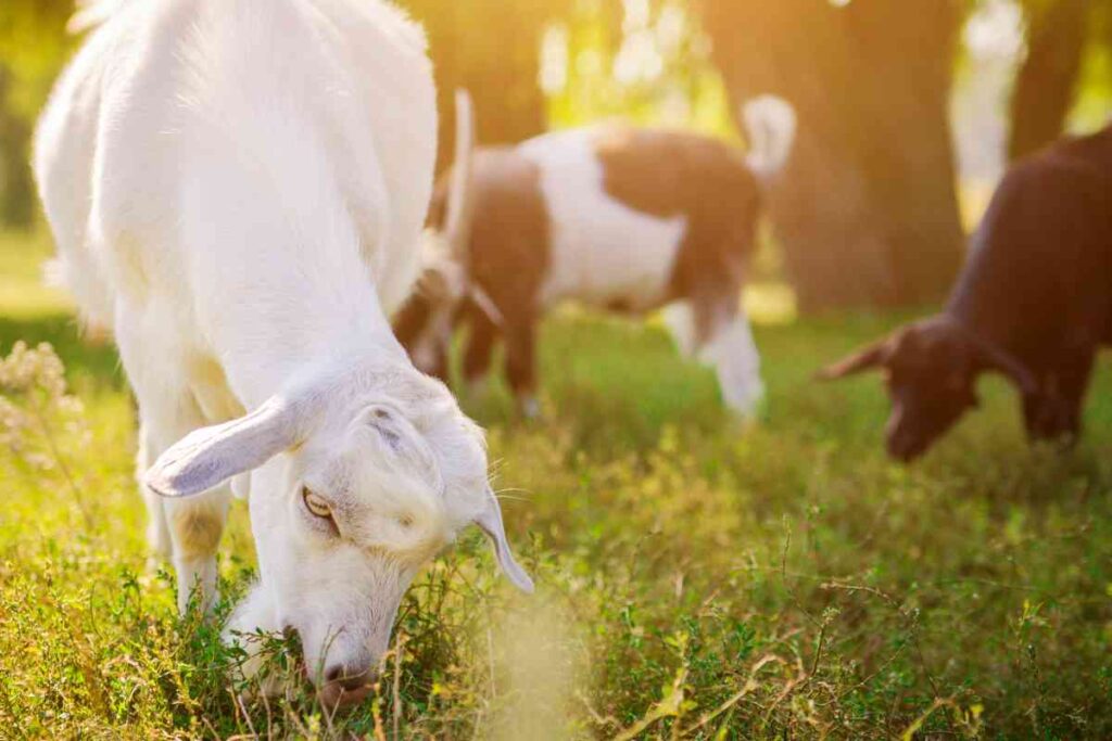 Goats Grazing
