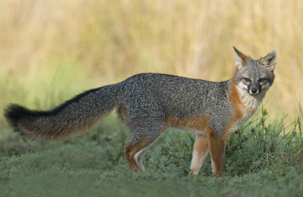 Grey Fox