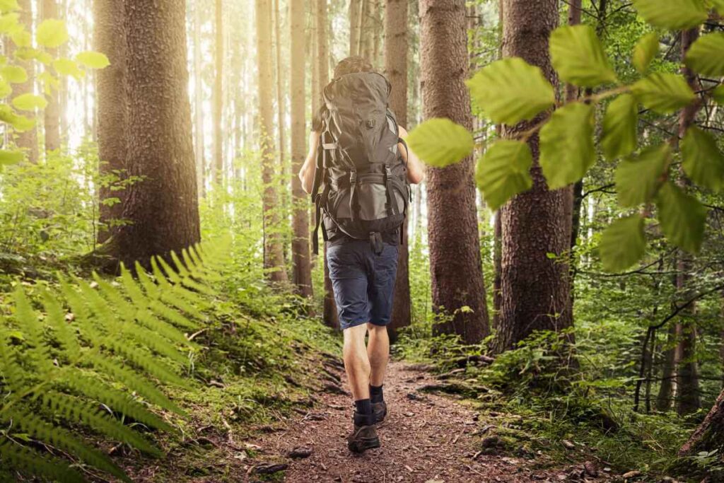 Hiking in the Forest at Buffalo River State Park