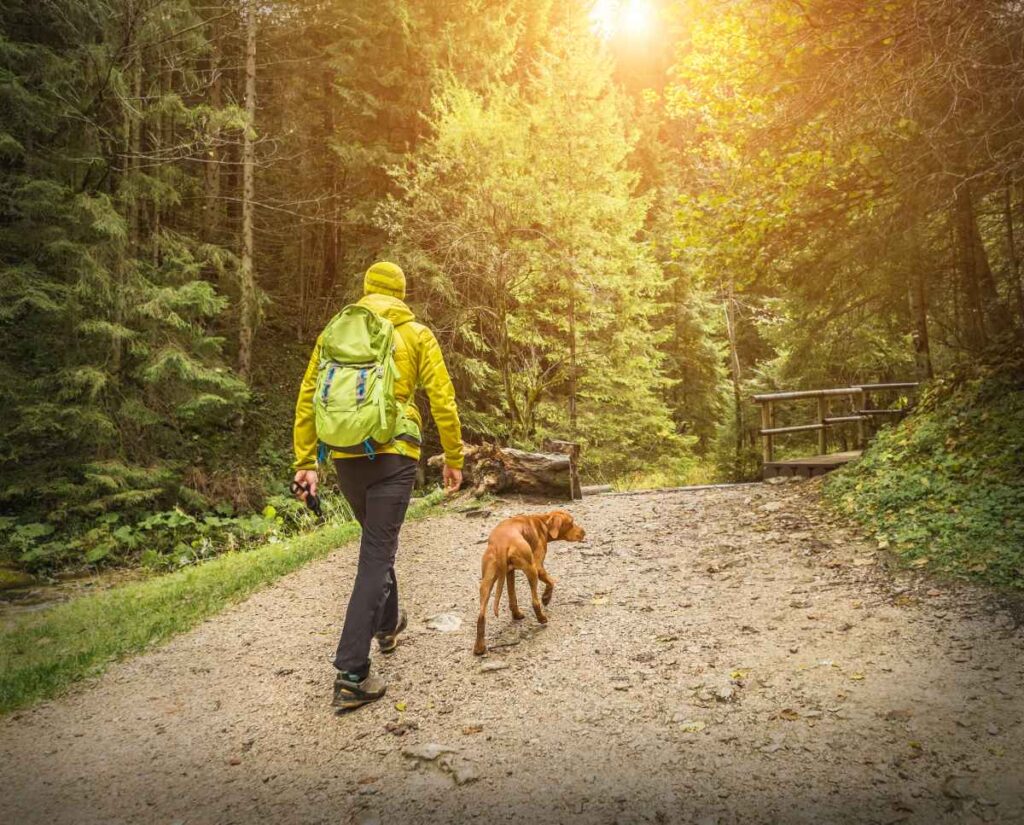 Hiking in the Woods